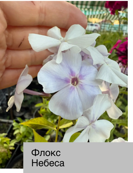 Флокс метел Небеса, конт 1,8-3л