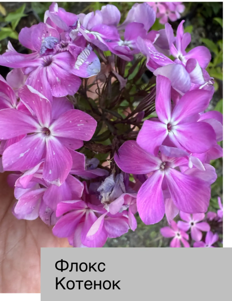 Флокс метел Котенок, конт 1,8