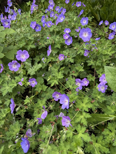 Гераниум гибридная розанна,конт 2/3л