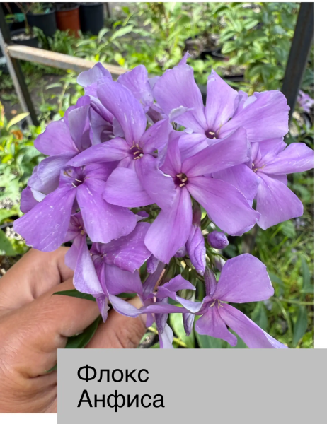 Флокс метел Анфиса, конт с3