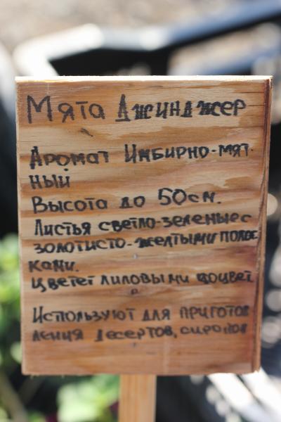 Мята Джинджер. п7/9 имбирная