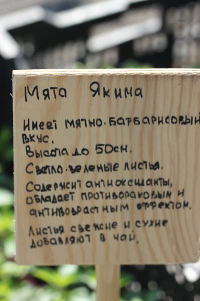 Мята Якимо (П), контейнер c2-3
