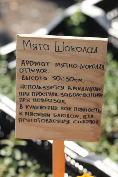 Мята Шоколад. п7/9