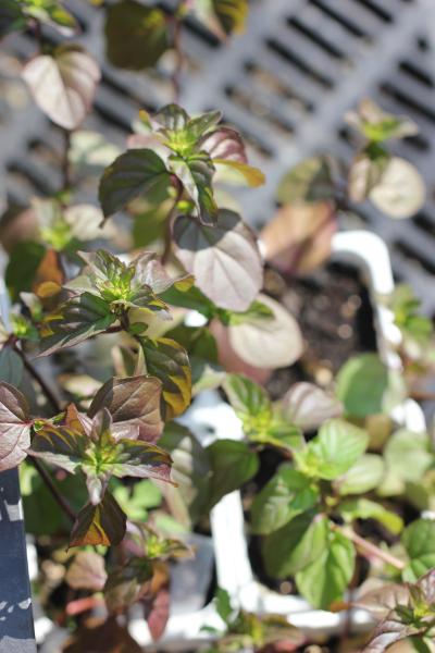 Мята Гранада. П7/9