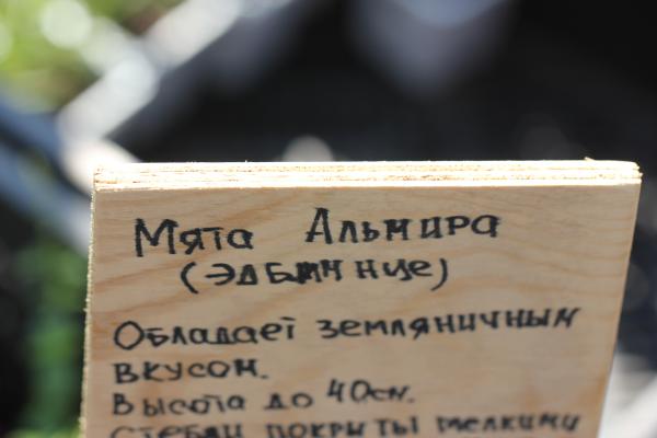 Мята Альмира. Контейнер р7/9.