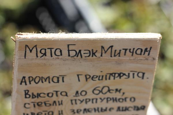 Мята Блэк Митчам. Контейнер р7/9. П