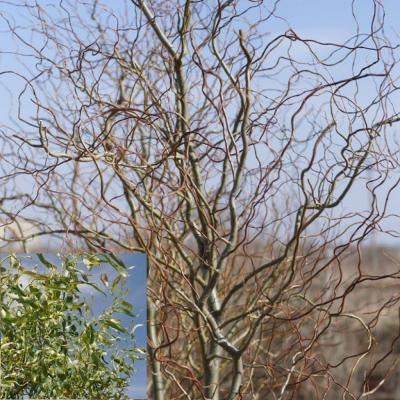 Ива Свердловская извилистая. Контейнер  п9