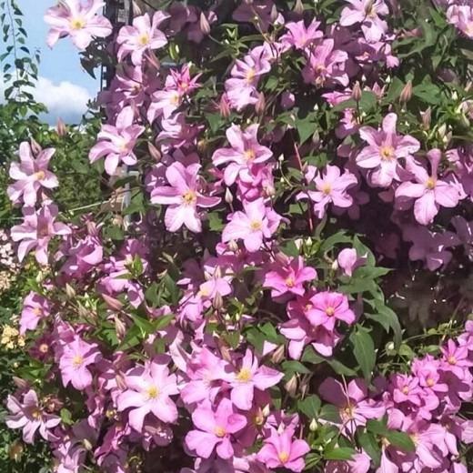 Клематис Комтес Де БУшо. Контейнер с2