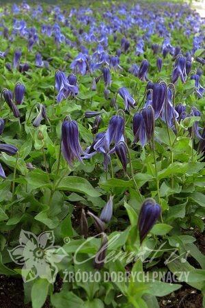 Клематис Литтл Артист, контейнер с2