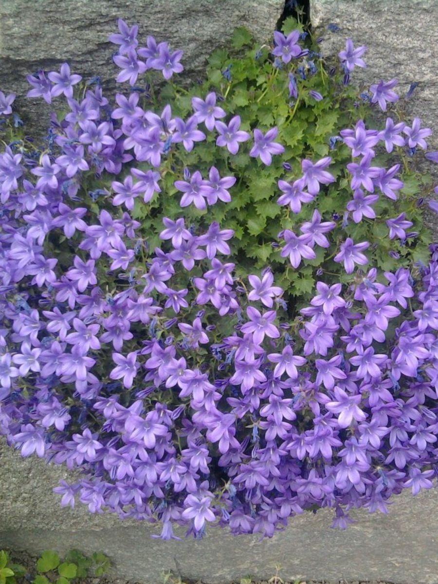 Колокольчик Пожарского (Poscharskyana), конт с1, ЕГ