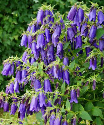 Колокольчик "Sarastro", конт с1, FF