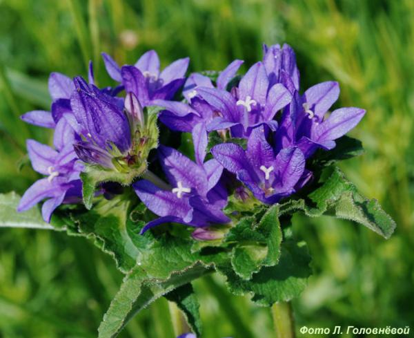 Колокольчик скученный Blue Violet, с3