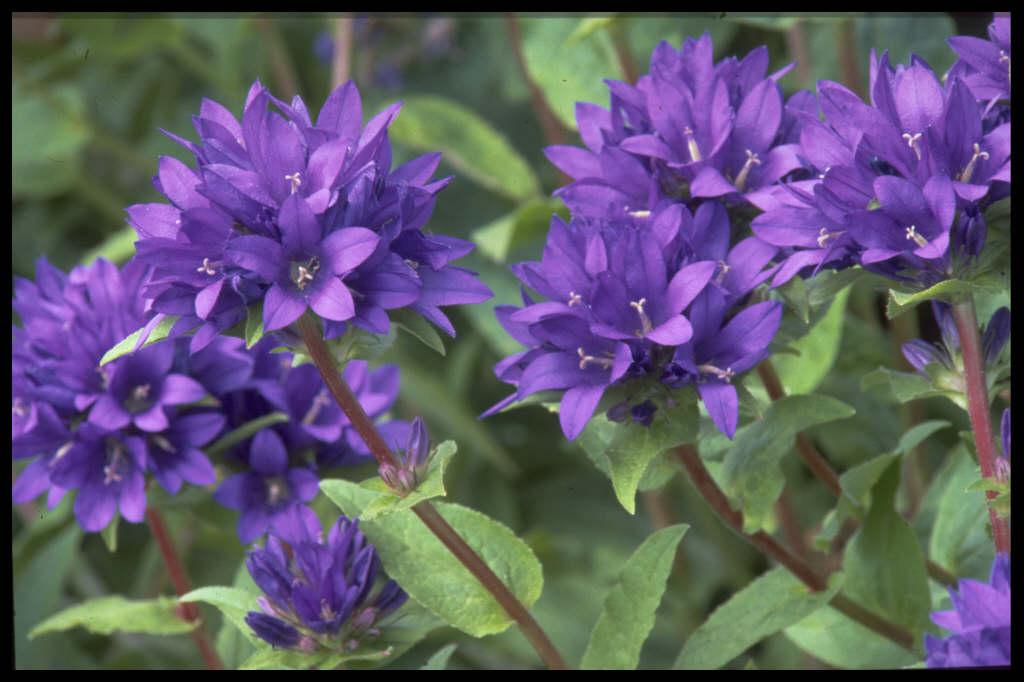 Колокольчик скученный Blue Violet, с3