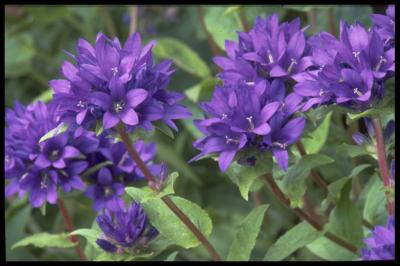 Колокольчик скученный Blue Violet, с3