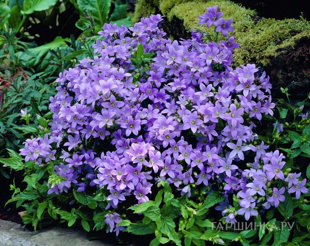 КОЛОКОЛЬЧИК БОРДЕР БЛЮЗ (BORDER BLUES) конт с1 NCL