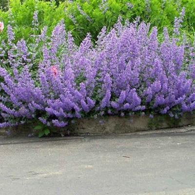 Котовник Кит Кэт (П), контейнер с1