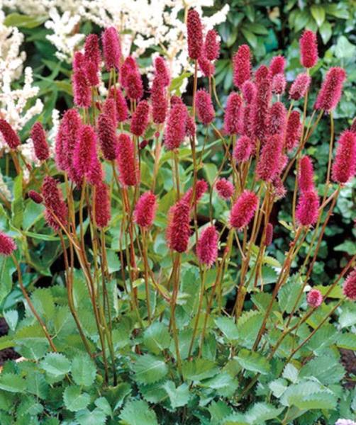 КРОВОХЛЁБКА МЕНЗИСА (MENZIESII) конт с2 NCL