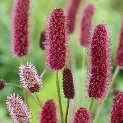 КРОВОХЛЁБКА МЕНЗИСА (MENZIESII) конт с2 NCL