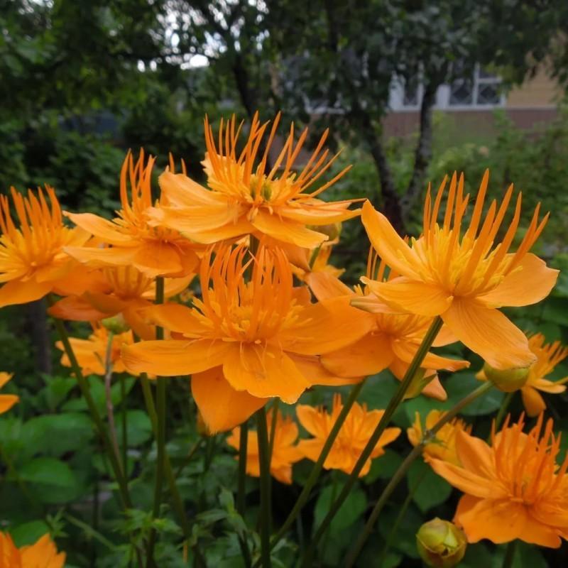 КУПАЛЬНИЦА ГОЛДЕН КУИН (GOLDEN QUEEN) конт с2 NCL