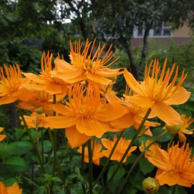 КУПАЛЬНИЦА ГОЛДЕН КУИН (GOLDEN QUEEN) конт с2 NCL