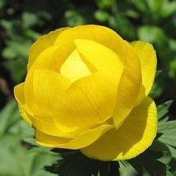 Купальница Лемон Куин, конт 2л