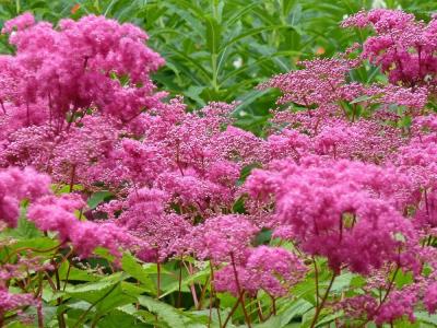 Лабазник purpurea Elegans (Ф), контейнер с2