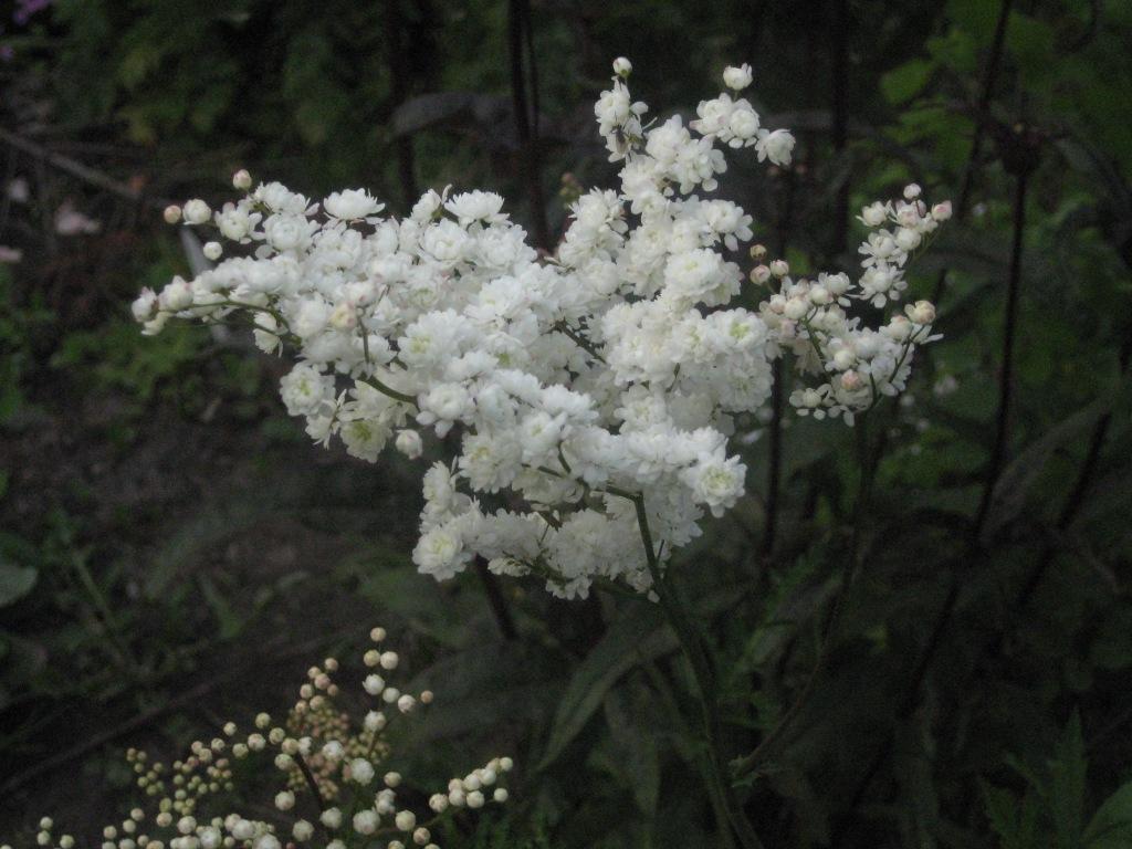 Лабазник ulmaria Plena (Ф), контейнер с2