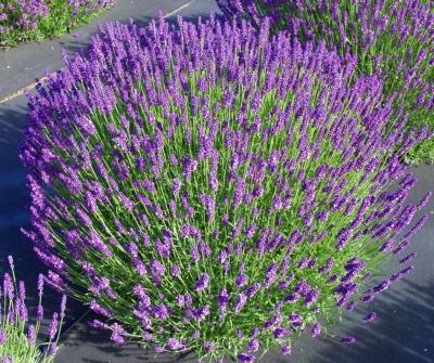 Лаванда angustifolia Hidcote, контейнер п9