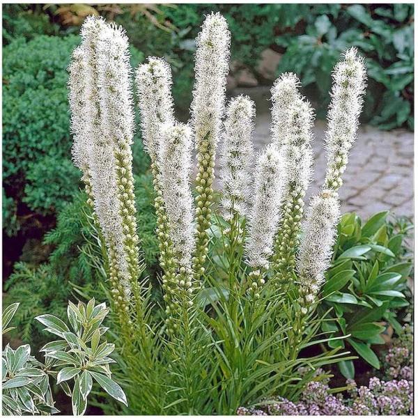 Лиатрис Альба (spicata), конт 1,5л