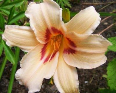 Лилейник Lynn Hall (Ф), контейнер с2