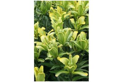 ЛИЛИЯ ЙЕЛЛОУ ПЭРРОТ, контейнер п9