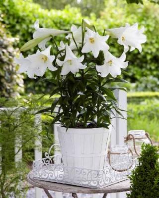 ЛИЛИЯ МИРАКЛ, контейнер п9