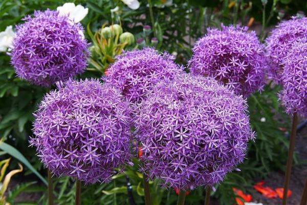 Лук декоративный Гладиатор, конт с1