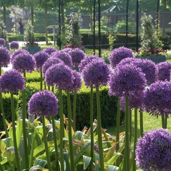 Лук декоративный Гладиатор, конт с1