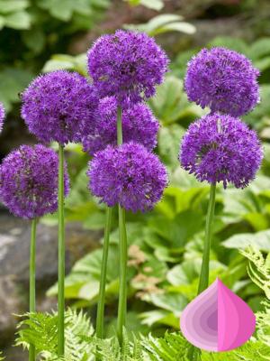 Лук декоративный Пёпл Сенсейшн, конт с1