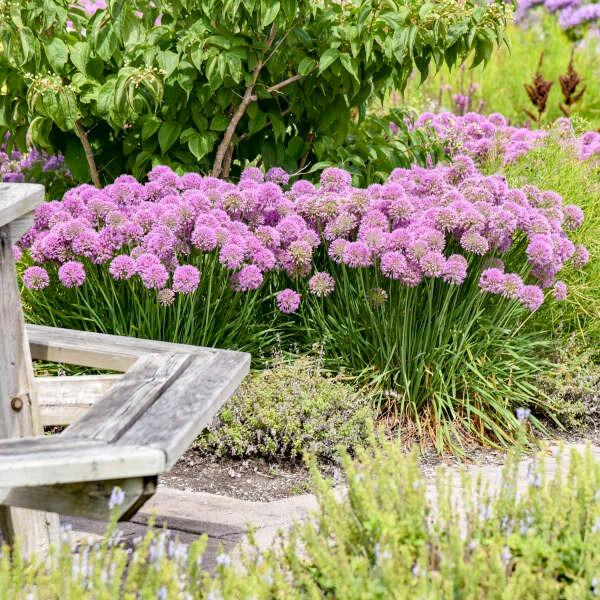 Лук Serendipity , конт с1, FF