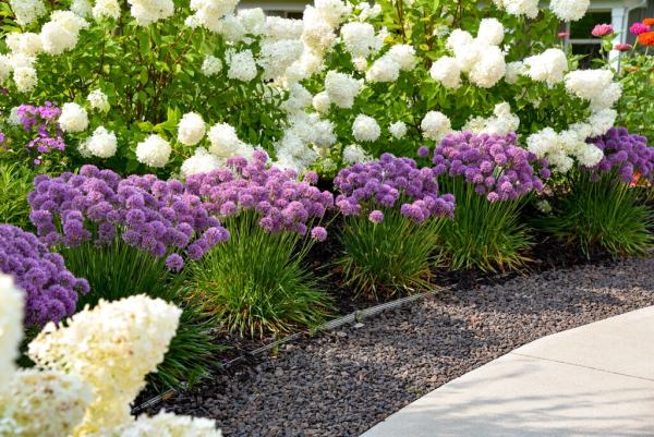 Лук Serendipity , конт с1, FF