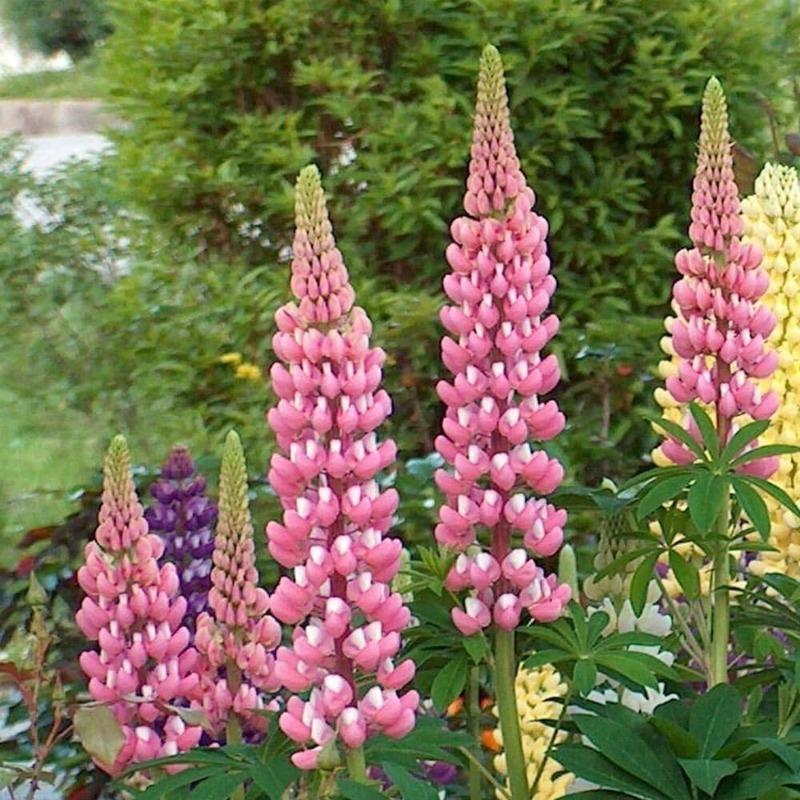 Люпин Чателайн розовый, контейнер с2