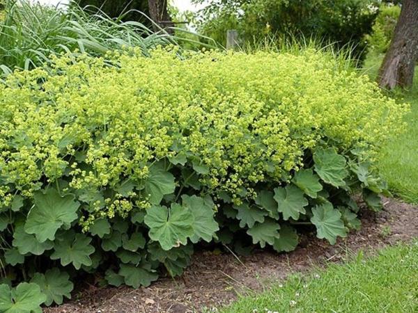 Манжетка мягкая mollis "Robustica", конт с2, FF