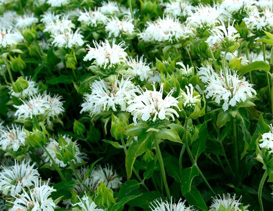 Монарда Schneewittchen (Ф), контейнер с2,5