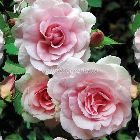 Роза Morden Blush, конт с2
