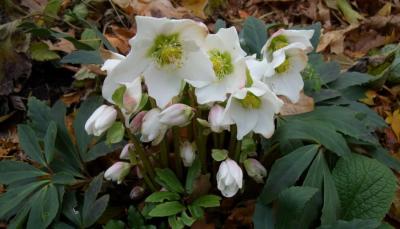 Морозник niger , конт с2, FF