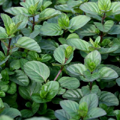 Мята Гранада. П7/9