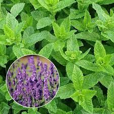 Мята Лаванда Контейнер р7/9. п