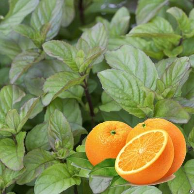 Мята Mandarin Mint, контейнер р7