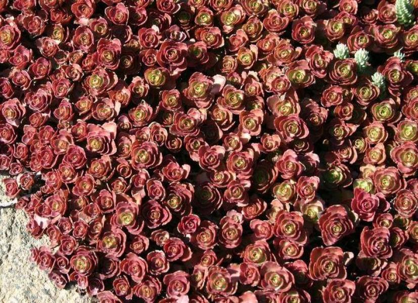 Седум (очиток) ложный Purpureum конт п9