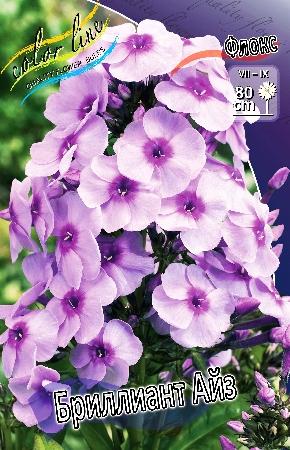 Флокс  paniculata Brilliant Eye (Ф), контейнер с1
