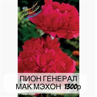 Пион Генерал Мак Мехон, с3