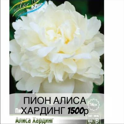 Пион Алиса Хандлинг, с3