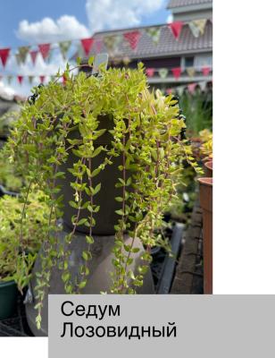 Седум (очиток) лозовидный. Контейнер с1